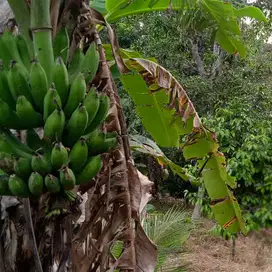 tanah kebun aneka buah pinggir jalan hotmik murah di tabanan bali