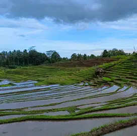 tanah kebun luas kecil view sawah terasering di tabanan bali