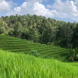 tanah kebun dan sawah los sungai murah di tabanan bali