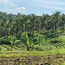 jual tanah kebun view sawah di tabanan bali