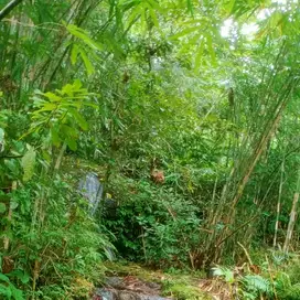 tanah kebun isi mata air los sungai view sawah murah di tabanan bali