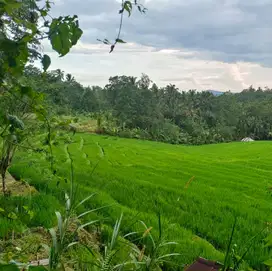 tanah kebun aneka buah view sawah suhu sejuk di tabanan bali