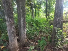 DIJUAL TANAH BONUS POHON JATI GEDE GEDE DIJUAL DISUKOHARJO DEKAT MULUR