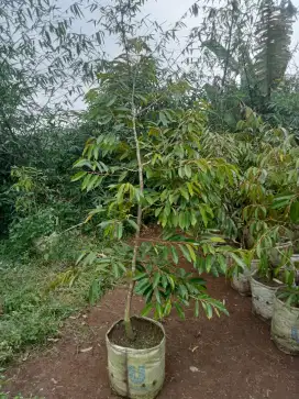 Bibit durian jumboan.