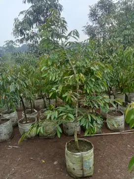 Bibit durian jumboan.