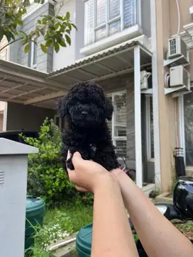 Black Toy Poodle Jantan