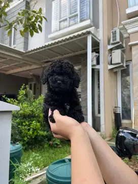 Black Toy Poodle Male