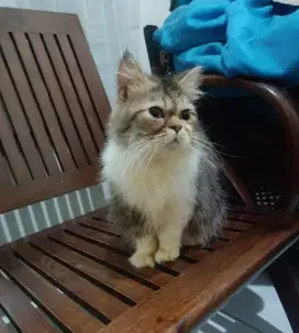 Kucing Badan Pendek Free Kandang Cod/Kirim2 Prolan Meo Persia Peaknose