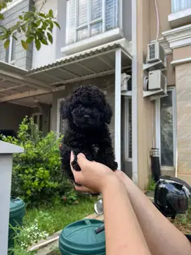 Black Toy Poodle Male