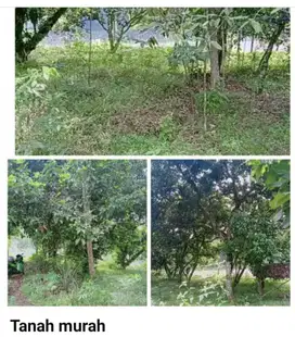 dijual tanah Rumpin dkt BSD.