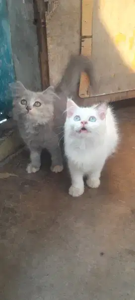 Kitten Persia longhair jantan dan betina ( mahar untuk 1 kitten)