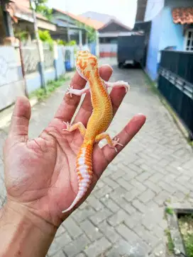 Gecko Aptor Red Stripe Female
