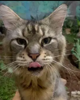 open p4c4k Mainecoon pejantan