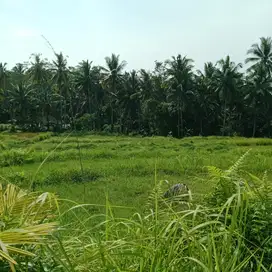 Di sewakan tanah pejeng laplapan Ubud