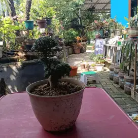 Bonsai sancang sawangan