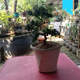 Bonsai mirten sawangan