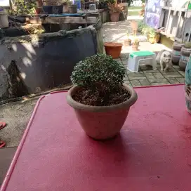 Bonsai sancang sawangan
