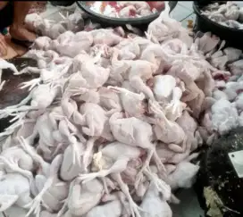 Jual ayam potong