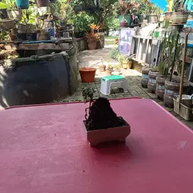 Bonsai sancang sawangan