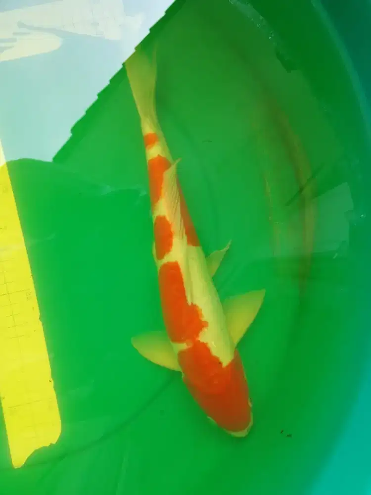 Ikan koi jenis Kohaku Doitsu 37cm