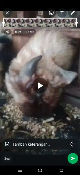 Jual kambing korban .