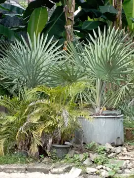 Palem bismarkia