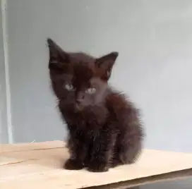 Kitten pmedium hitam sdh mandiri aktif rampus