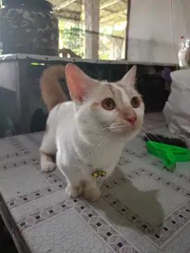 Munchkin Short Hair