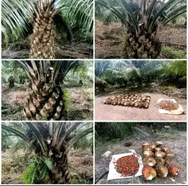 Cari karyawan pemanen dan perawatan