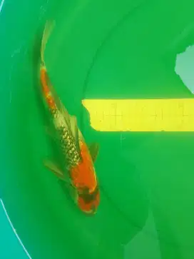 Ikan koi jenis Showa GINRIN 30cm