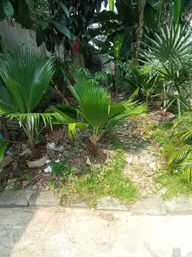 Palem dop mempesona keseimbangan alam