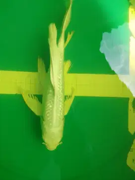 Ikan koi jenis Platinum Ginrin Slayer 35cm
