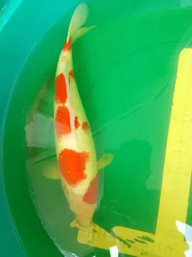 Ikan koi jenis Kohaku 42cm female pola original