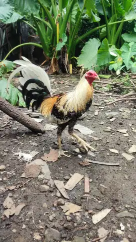Anak ayam pilipin usia 1 minggu ada 7 ekor foto indukan terlampir