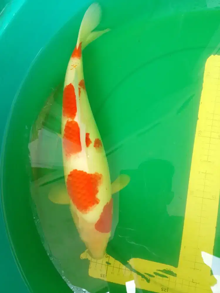 Ikan koi jenis KOHAKU 42cm Pola Bagus