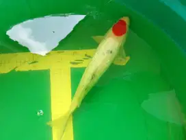 Ikan koi jenis Tancho Showa GINRIN 34cm