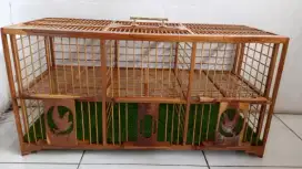 Dondang merpati jati mulus plus karpet sintesis rumput