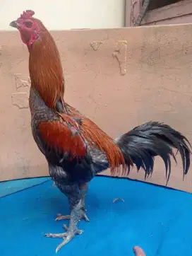 Ayam jenis koyngon
