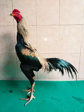 Ayam widu ukuran 5,5-6