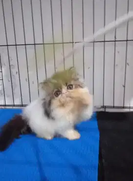 Kitten persia peaknose jantan