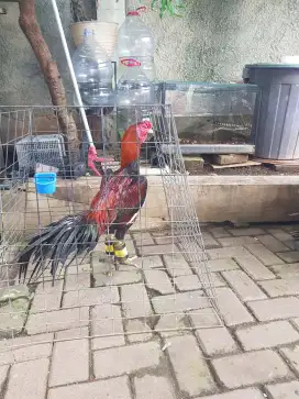 Ayam ekor lidi jago U 1 thn