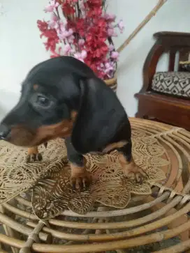 Mini tekel(baca deskripsi)