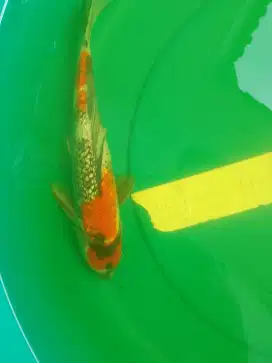 Ikan koi jenis Showa GINRIN 30cm