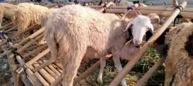 Hewan qurban murah#hewan qurban bandung#domba murah#sapi murah#