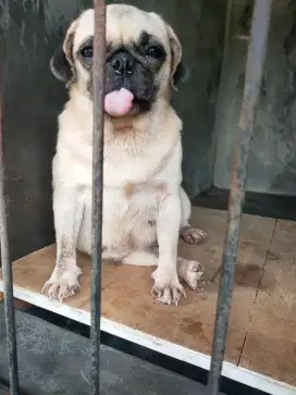 Pug indukan stambom