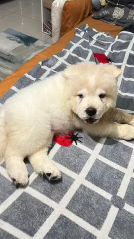Anjing Chow Chow