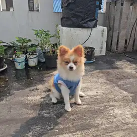 Jual anjing pomeranian mix chihuahua