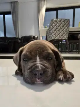 XL American Bully