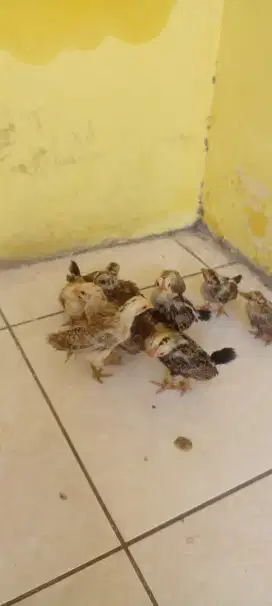 jual anakan ayam kate