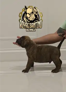 XL American Bully